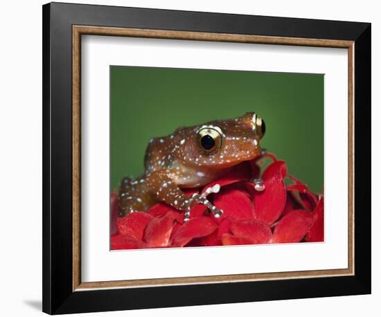 Cinnamon Tree Frog, Borneo-Adam Jones-Framed Photographic Print