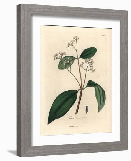 Cinnamon Tree, Laurus Cinnamomum-James Sowerby-Framed Giclee Print