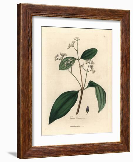 Cinnamon Tree, Laurus Cinnamomum-James Sowerby-Framed Giclee Print