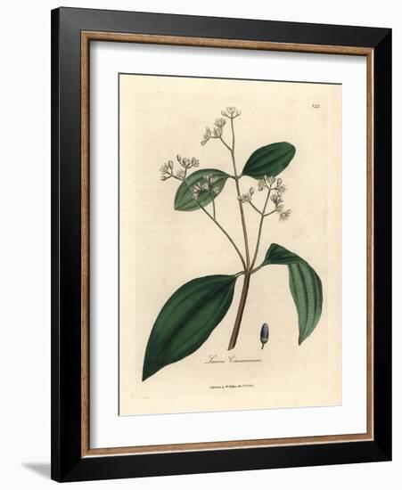 Cinnamon Tree, Laurus Cinnamomum-James Sowerby-Framed Giclee Print