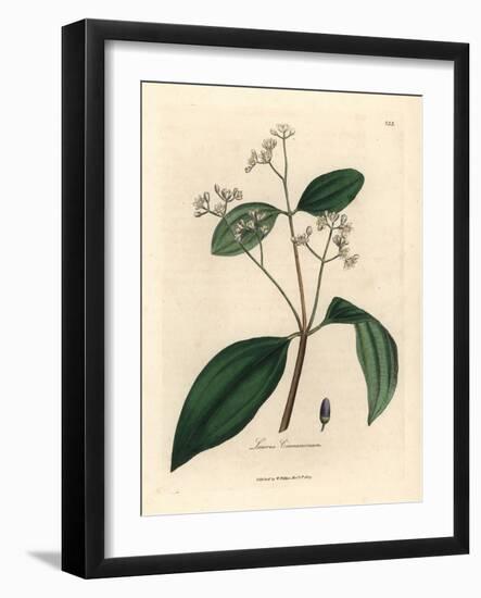 Cinnamon Tree, Laurus Cinnamomum-James Sowerby-Framed Giclee Print