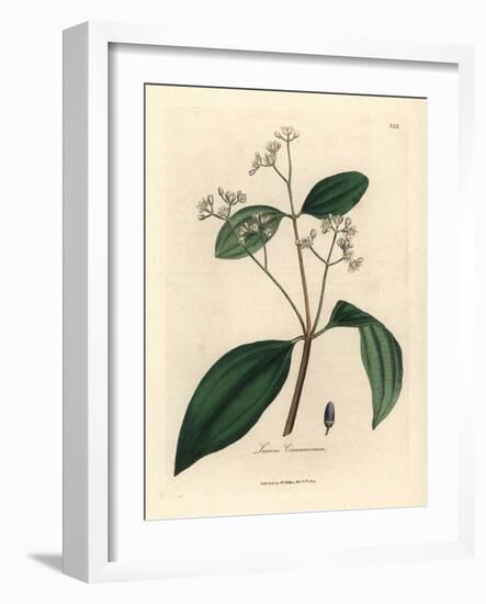 Cinnamon Tree, Laurus Cinnamomum-James Sowerby-Framed Giclee Print