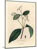 Cinnamon Tree, Laurus Cinnamomum-James Sowerby-Mounted Giclee Print