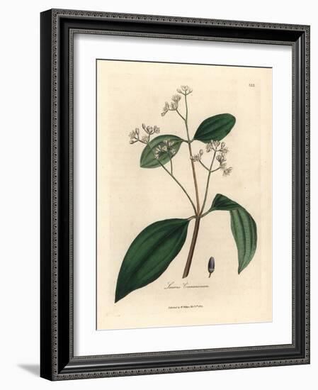 Cinnamon Tree, Laurus Cinnamomum-James Sowerby-Framed Giclee Print