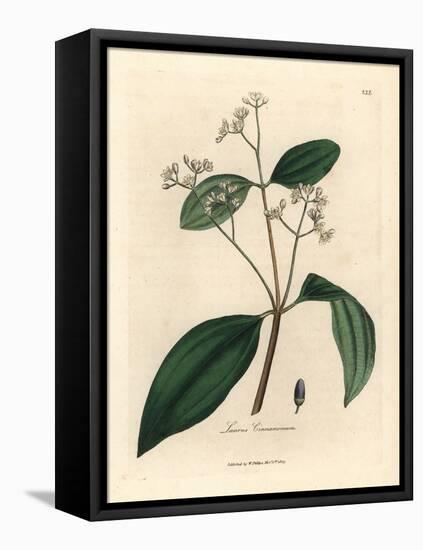 Cinnamon Tree, Laurus Cinnamomum-James Sowerby-Framed Premier Image Canvas