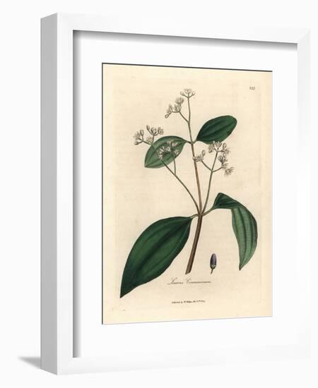 Cinnamon Tree, Laurus Cinnamomum-James Sowerby-Framed Giclee Print