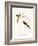 Cinnyris Gouldiae-A Century Of Birds From The Himalaya Mountains-John Gould & William Hart-John Gould-Framed Art Print