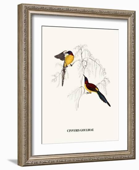 Cinnyris Gouldiae-A Century Of Birds From The Himalaya Mountains-John Gould & William Hart-John Gould-Framed Art Print