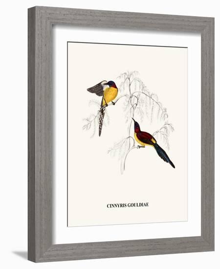 Cinnyris Gouldiae-A Century Of Birds From The Himalaya Mountains-John Gould & William Hart-John Gould-Framed Art Print