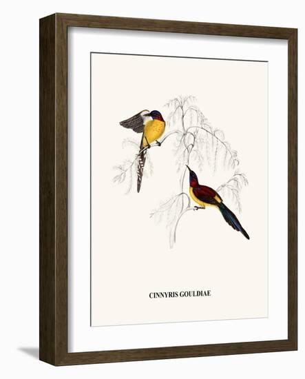 Cinnyris Gouldiae-A Century Of Birds From The Himalaya Mountains-John Gould & William Hart-John Gould-Framed Art Print