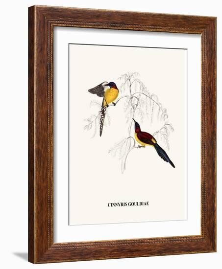 Cinnyris Gouldiae-A Century Of Birds From The Himalaya Mountains-John Gould & William Hart-John Gould-Framed Art Print