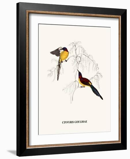 Cinnyris Gouldiae-A Century Of Birds From The Himalaya Mountains-John Gould & William Hart-John Gould-Framed Art Print