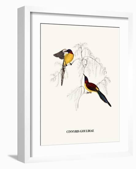 Cinnyris Gouldiae-A Century Of Birds From The Himalaya Mountains-John Gould & William Hart-John Gould-Framed Art Print