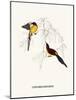 Cinnyris Gouldiae-A Century Of Birds From The Himalaya Mountains-John Gould & William Hart-John Gould-Mounted Art Print