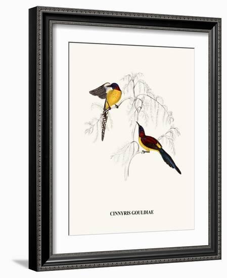 Cinnyris Gouldiae-A Century Of Birds From The Himalaya Mountains-John Gould & William Hart-John Gould-Framed Art Print