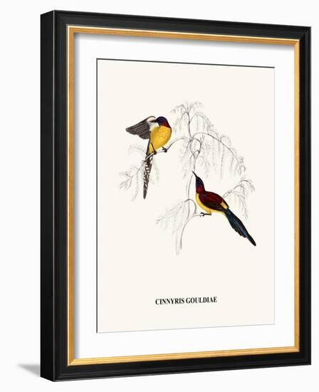 Cinnyris Gouldiae-A Century Of Birds From The Himalaya Mountains-John Gould & William Hart-John Gould-Framed Art Print