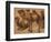 Cinq chameaux-Pieter Boel-Framed Giclee Print