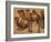 Cinq chameaux-Pieter Boel-Framed Giclee Print