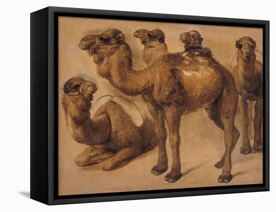 Cinq chameaux-Pieter Boel-Framed Premier Image Canvas