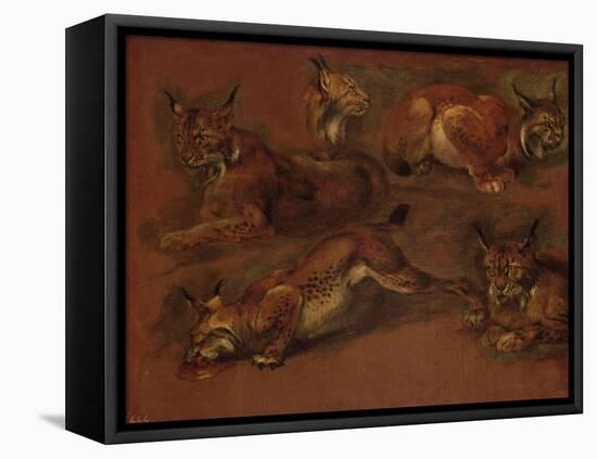 cinq lynx-Pieter Boel-Framed Premier Image Canvas