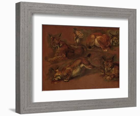 cinq lynx-Pieter Boel-Framed Giclee Print