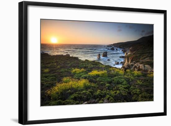 Cinquefoil Carpets The Coastline Near Monterey, California-Jay Goodrich-Framed Photographic Print