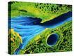Stretched Canvas Print