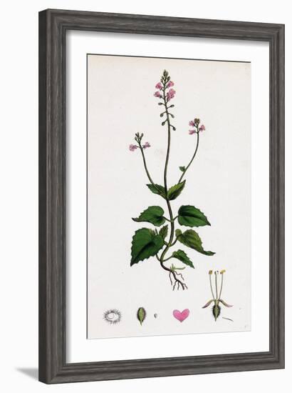 Circaea Alpina Alpine Enchanter'S-Nightshade-null-Framed Giclee Print