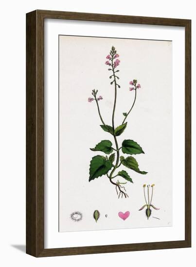 Circaea Alpina Alpine Enchanter'S-Nightshade-null-Framed Giclee Print