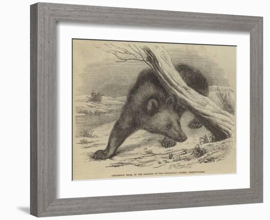 Circassian Bear, in the Gardens of the Zoological Society, Regent'S-Park-Thomas W. Wood-Framed Giclee Print