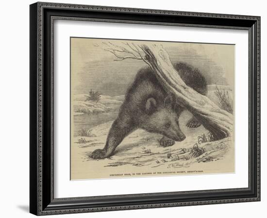 Circassian Bear, in the Gardens of the Zoological Society, Regent'S-Park-Thomas W. Wood-Framed Giclee Print