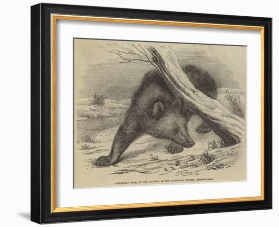 Circassian Bear, in the Gardens of the Zoological Society, Regent'S-Park-Thomas W. Wood-Framed Giclee Print