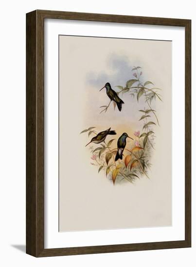 Circe, Circe Latirostris-John Gould-Framed Giclee Print