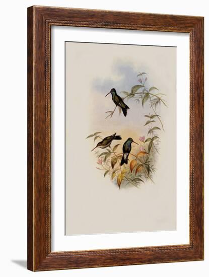 Circe, Circe Latirostris-John Gould-Framed Giclee Print