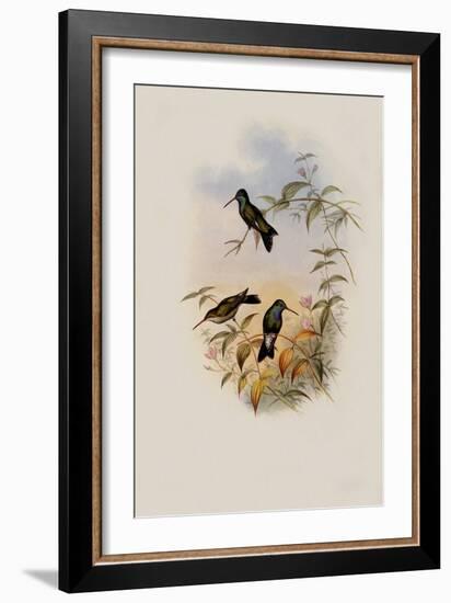 Circe, Circe Latirostris-John Gould-Framed Giclee Print