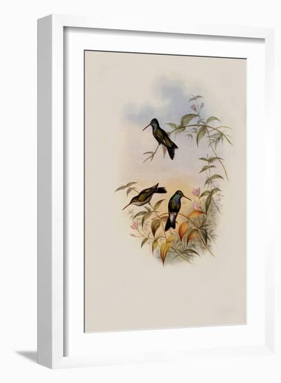 Circe, Circe Latirostris-John Gould-Framed Giclee Print