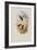 Circe, Circe Latirostris-John Gould-Framed Giclee Print