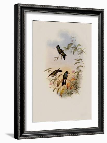 Circe, Circe Latirostris-John Gould-Framed Giclee Print