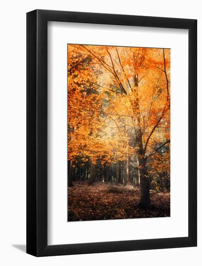 Circle of Life-Philippe Sainte-Laudy-Framed Photographic Print