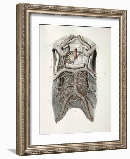 Circle of Willis Nerves, 1844 Artwork-Science Photo Library-Framed Photographic Print