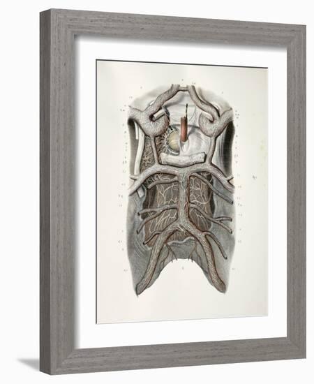 Circle of Willis Nerves, 1844 Artwork-Science Photo Library-Framed Photographic Print