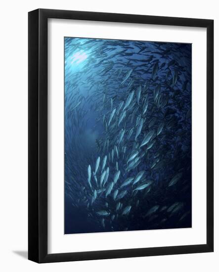 Circling School of Jacks Trevally Above Liberty Wreck, Bali-Stocktrek Images-Framed Photographic Print