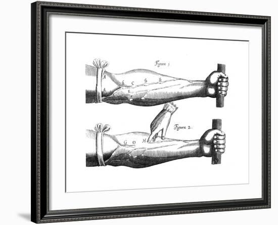 Circulation of the Blood, 1628-null-Framed Giclee Print