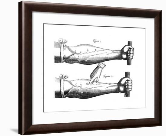 Circulation of the Blood, 1628-null-Framed Giclee Print