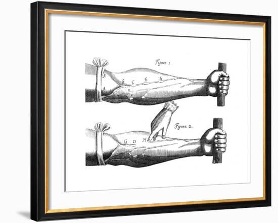 Circulation of the Blood, 1628-null-Framed Giclee Print