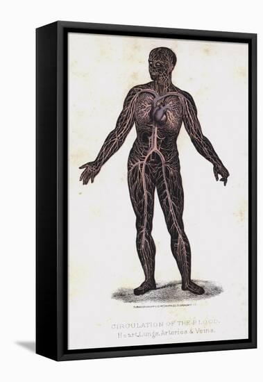 Circulation of the Blood, Heart, Lungs, Arteries, and Veins-Leveille-Framed Premier Image Canvas