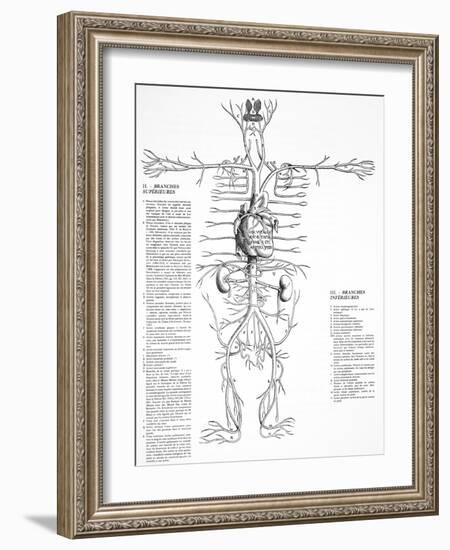 Circulatory System, 16th Century-Science Photo Library-Framed Photographic Print