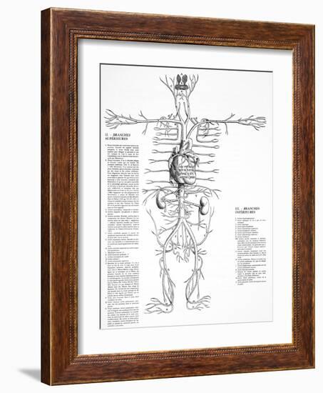 Circulatory System, 16th Century-Science Photo Library-Framed Photographic Print