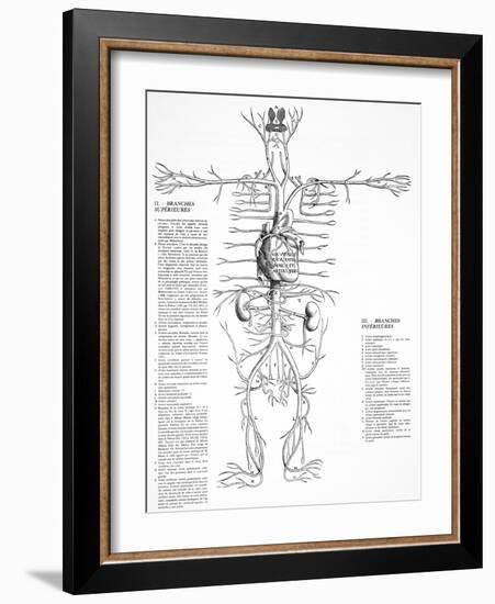 Circulatory System, 16th Century-Science Photo Library-Framed Photographic Print