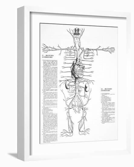 Circulatory System, 16th Century-Science Photo Library-Framed Photographic Print